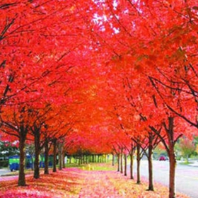 蘇州紅楓